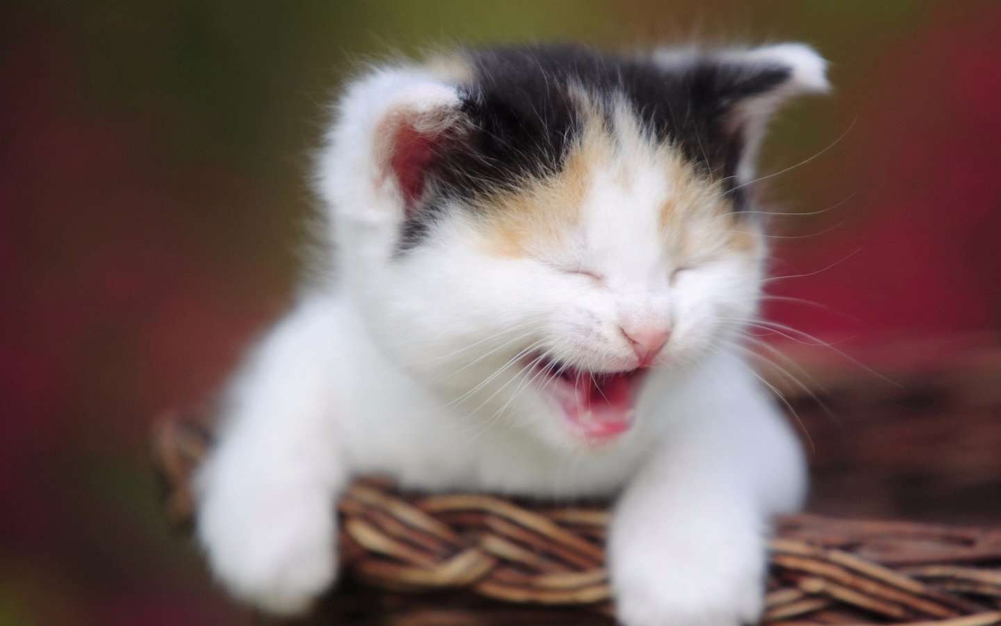 Cute_Kitten_comp
